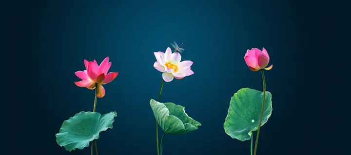 Tranh Hồ Cá Rồng