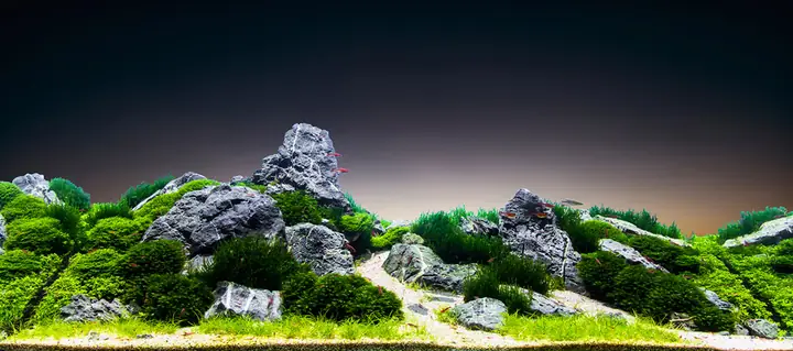Tranh 3d Cho Cá Rồng Huyết Long