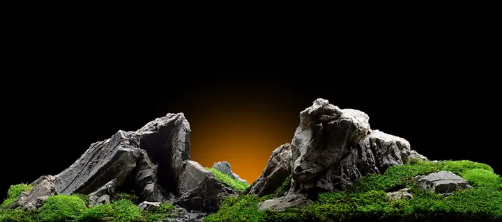 Tranh 3d Cho Cá Rồng Huyết Long