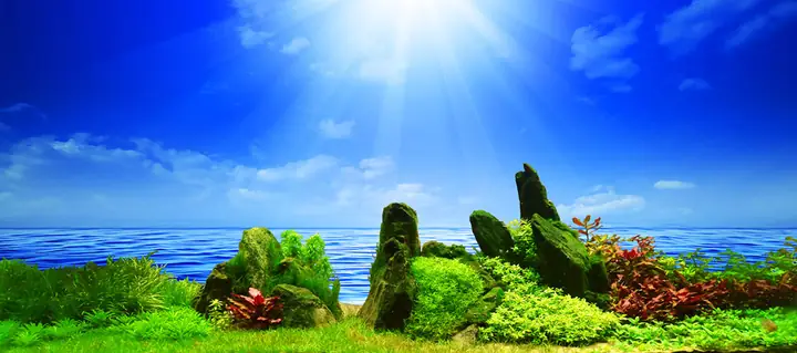 Tranh Hồ Cá Rồng