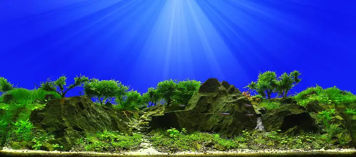Tranh Hồ Cá Rồng