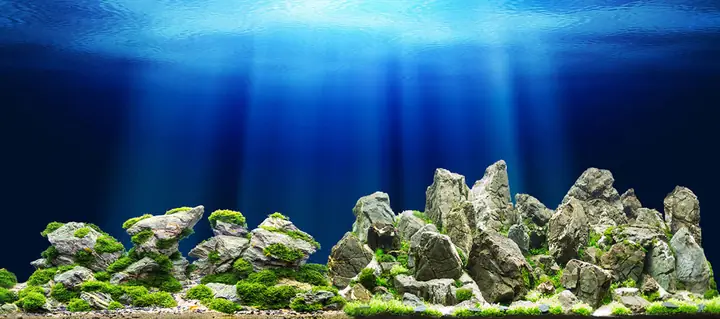 Tranh Hồ Cá Rồng