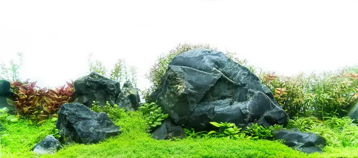 Cho Bối