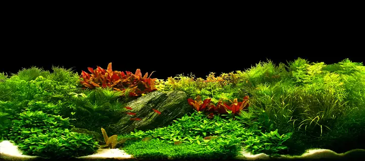 Tranh 3d Cho Cá Rồng Huyết Long