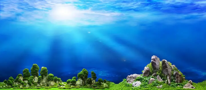 Tranh Hồ Cá Rồng