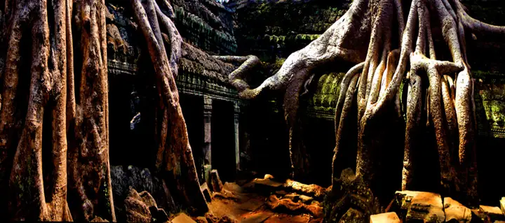 Tranh 3d Cho Cá Rồng Huyết Long