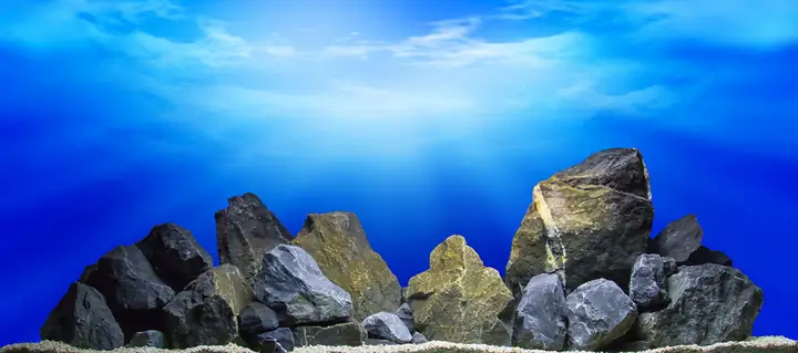 Tranh Hồ Cá Rồng