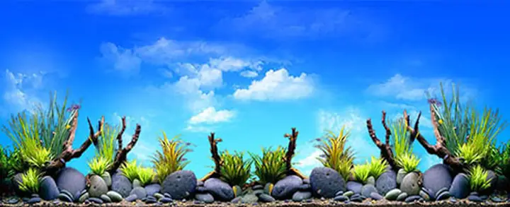 Tranh Hồ Cá Rồng