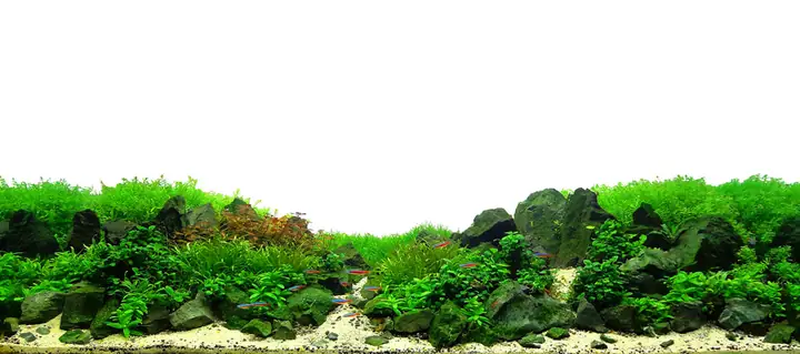 Cho Bối
