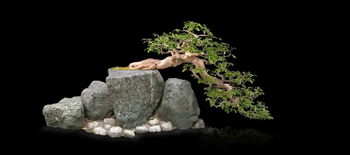 Tranh 3d Cho Cá Rồng Huyết Long