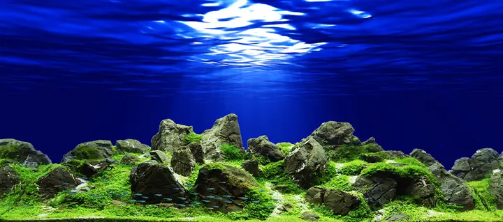 Tranh Hồ Cá Rồng