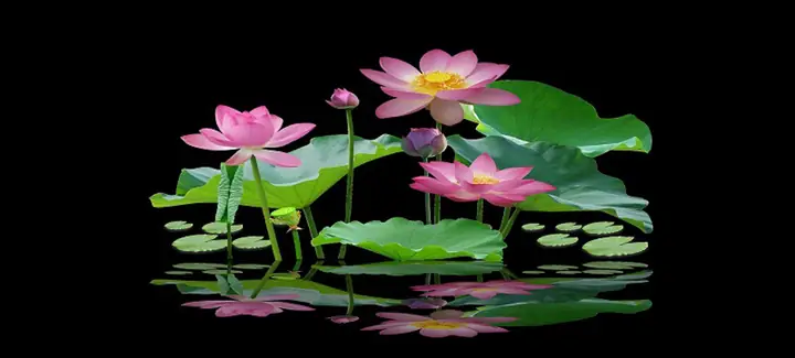 Tranh 3d Cho Cá Rồng Huyết Long