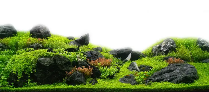 Cho Bối