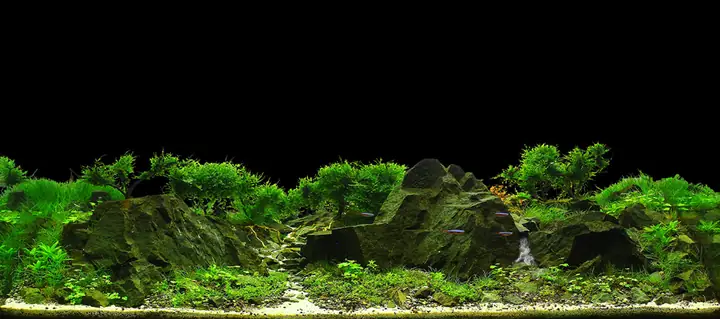 Tranh 3d Cho Cá Rồng Huyết Long