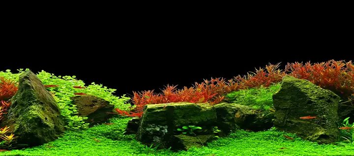Tranh 3d Cho Cá Rồng Huyết Long