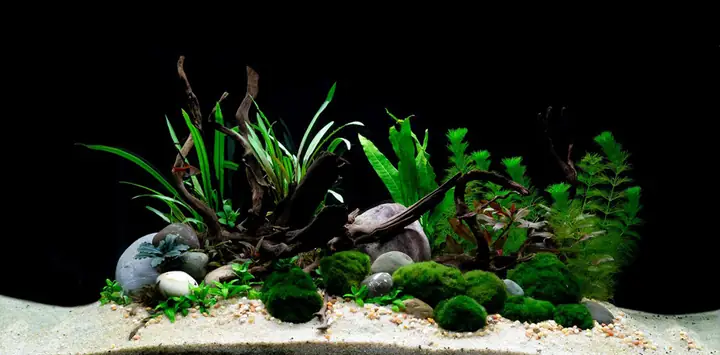 Tranh 3d Cho Cá Rồng Huyết Long