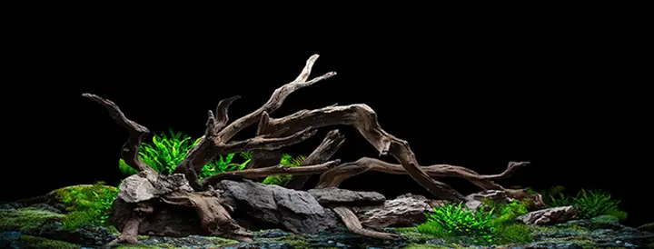 Tranh 3d Cho Cá Rồng Huyết Long