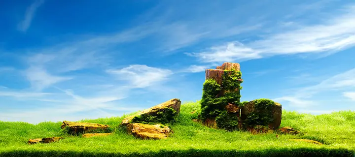 Tranh Hồ Cá Rồng