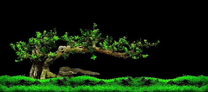 Tranh 3d Cho Cá Rồng Huyết Long