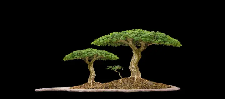 Tranh 3d Cho Cá Rồng Huyết Long