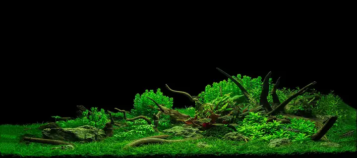 Tranh 3d Cho Cá Rồng Huyết Long