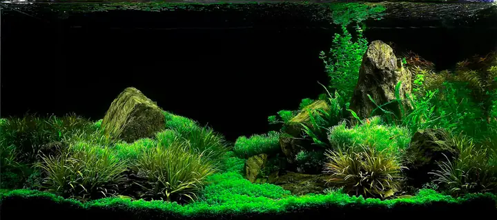 Tranh 3d Cho Cá Rồng Huyết Long