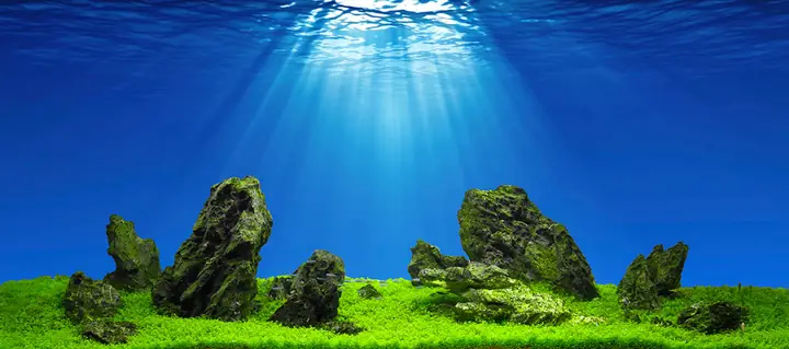Tranh Hồ Cá Rồng
