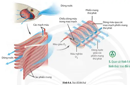 Trao Đổi Khí Ở Cá: Cấu Tạo, Cơ Chế Và So Sánh Với Động Vật Khác