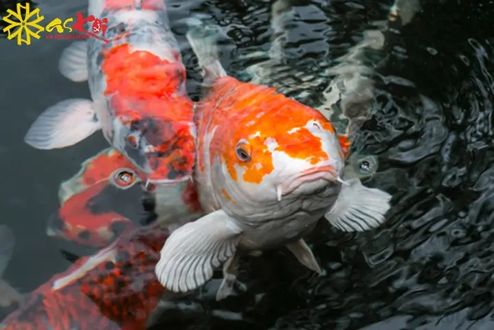 Biểu Hiện Bệnh Ngủ Ở Cá Koi