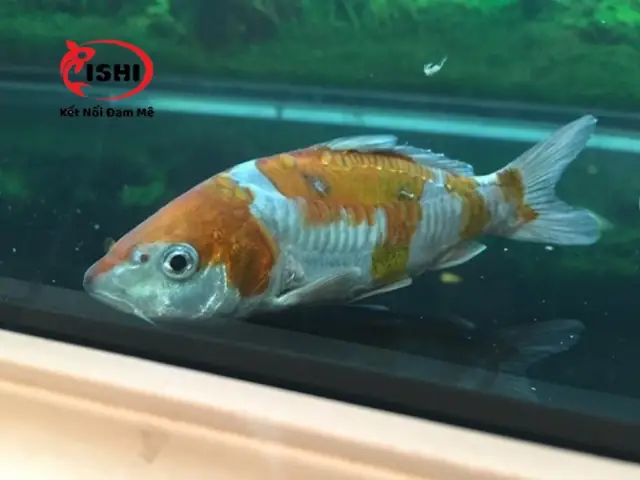 Triệu Chứng Của Bệnh Ngủ Ở Cá Koi