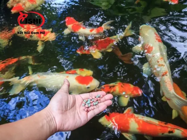 Triệu Chứng Của Bệnh Ngủ Ở Cá Koi