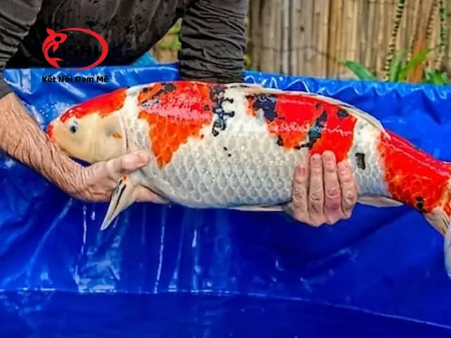 Biện Pháp Phòng Bệnh Rận Nước Cho Cá Koi