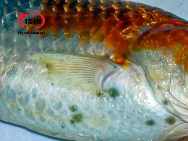 Dấu Hiệu Bệnh Rận Nước Ở Cá Koi