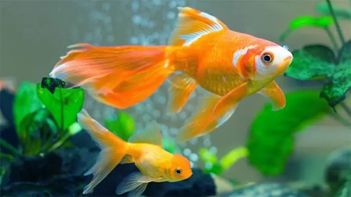 Gọi Là "não Cá Vàng", Nhưng Thực Sự Thì Loài Cá Này Nhớ Được Đến Đâu?