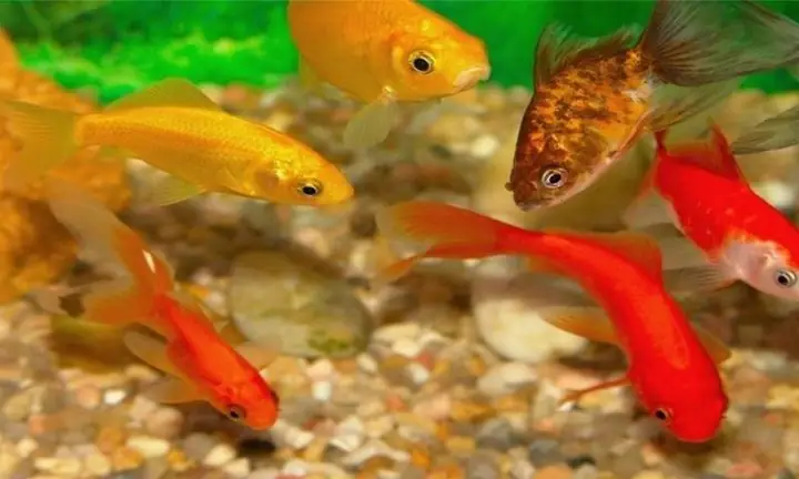 Cá Vàng Có Trí Nhớ Tốt Hơn Ta Tưởng