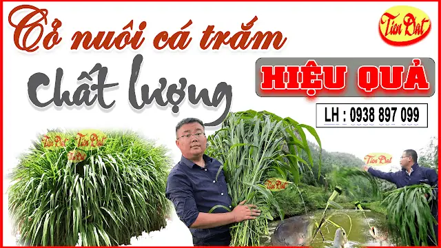 Trồng Loại Cỏ Nào Nuôi Cá Trắm Cỏ Với Chi Phí Đầu Tư Thấp Hiệu Quả Cao