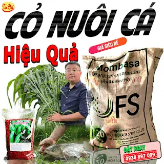 Trồng Loại Cỏ Nào Nuôi Cá Trắm Cỏ Với Chi Phí Đầu Tư Thấp Hiệu Quả Cao