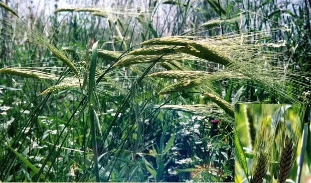 Nông Nghiệp Israel Biến Sa Mạc Thành Nơi Trồng Rau, Nuôi Cá