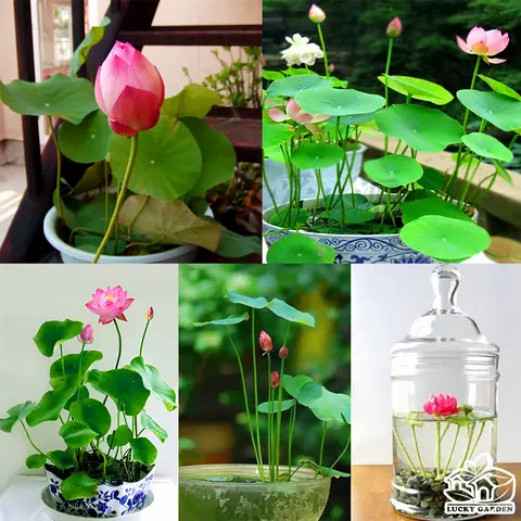Trồng Sen Mini Trong Chậu Nuôi Cá