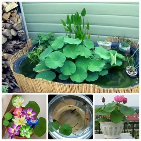 Lựa Chọn Chậu Trồng Sen Nước Nuôi Cá