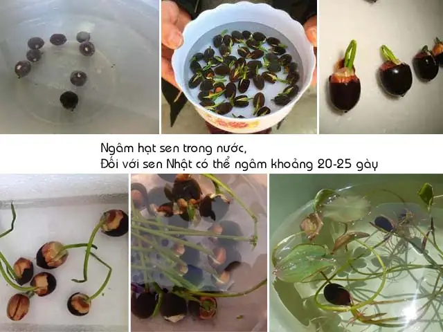 Trồng Sen Trong Chậu Nuôi Cá: Hướng Dẫn Toàn Tập Từ A-z