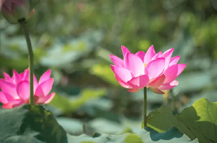 Chuẩn Bị Dụng Cụ Và Nguyên Liệu