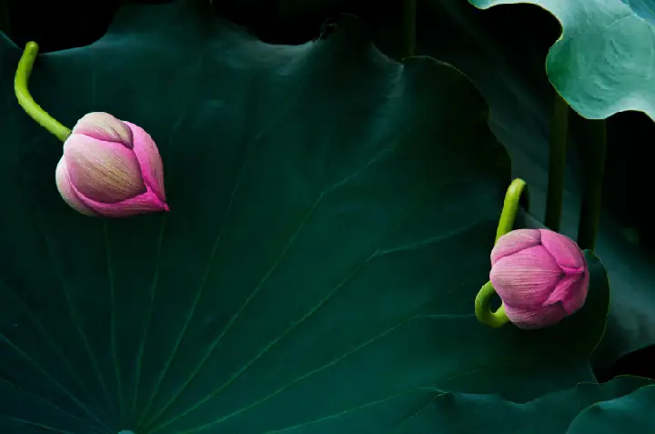 Sâu Bệnh Thường Gặp