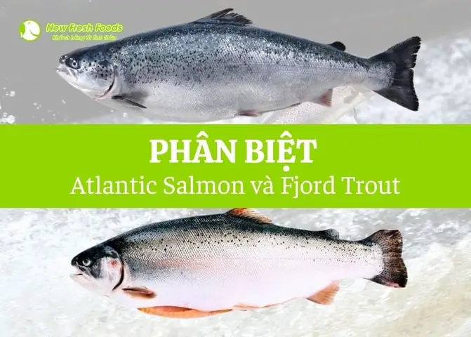 Trout Là Cá Gì? Đặc Điểm, Phân Loại Và Giá Trị Dinh Dưỡng