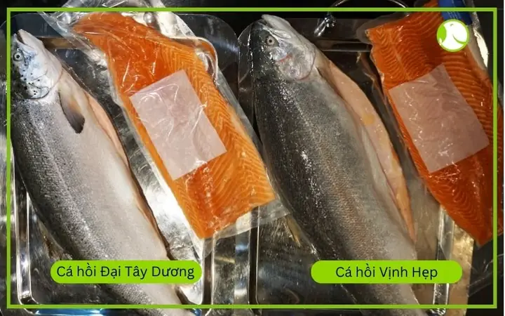 Trout Là Cá Gì? Đặc Điểm, Phân Loại Và Giá Trị Dinh Dưỡng