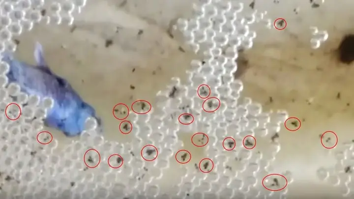 Bật Mí Cách Nuôi Cá Betta Con Mới Sinh Khỏe Mạnh