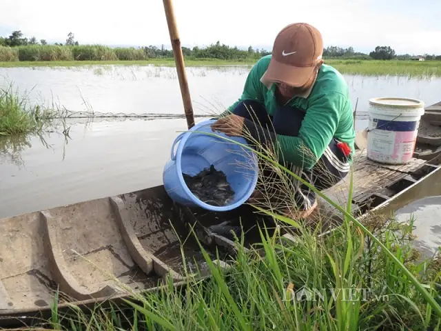 Trứng Cá Rô Đồng