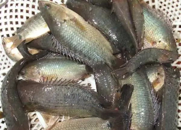 Trứng Cá Rô Đồng