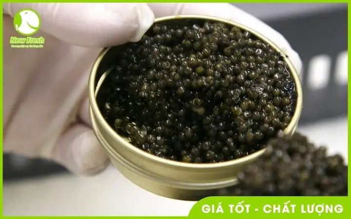 Giới Thiệu Về Trứng Cá Tầm Nga