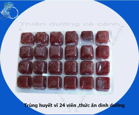 Hướng Dẫn Chi Tiết Cách Làm Trùng Huyết Cho Cá La Hán Tại Nhà